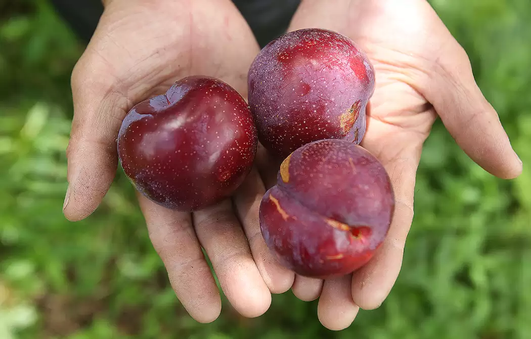 Bỏ túi kinh nghiệm du lịch Sapa tháng 6 – mùa hái mận