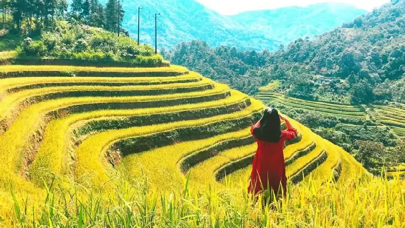 ruộng bậc thang hoàng su phì