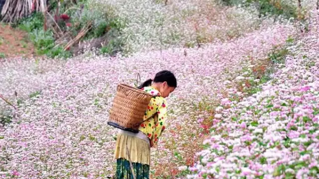 Du Lịch Hà Giang 2 ngày 3 Đêm giá rẻ từ tphcm- Hà Nội