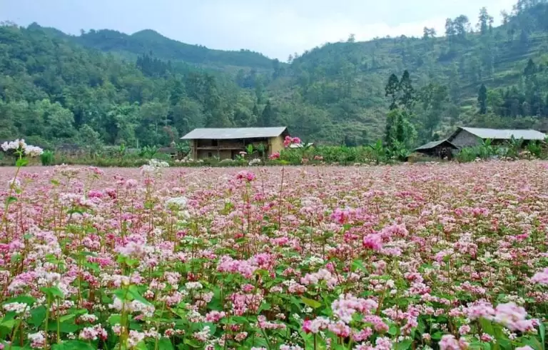 Mùa hoa tam giác mạch khoe sắc