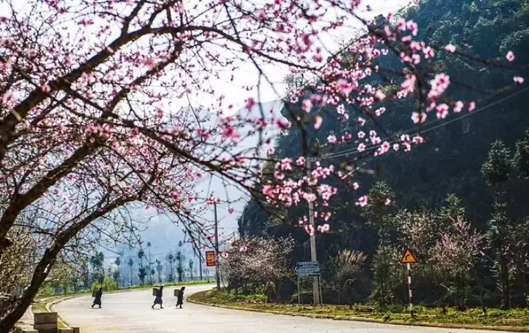 Du Lịch Hà Giang Mùa Nào Đẹp Nhất? Đây Mới Là Câu Trả Lời Bạn Cần