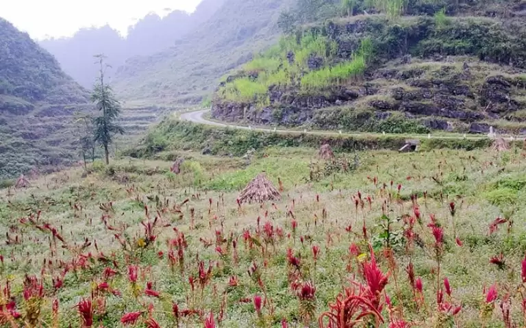 Màu tía đỏ của hoa dền