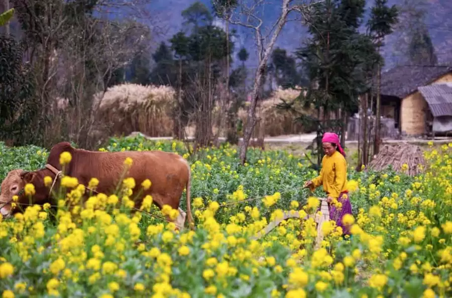 Du lịch Hà Giang tháng 2 1