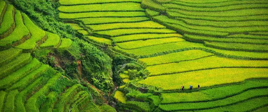 sapa-rice-terraces-muong-hoa