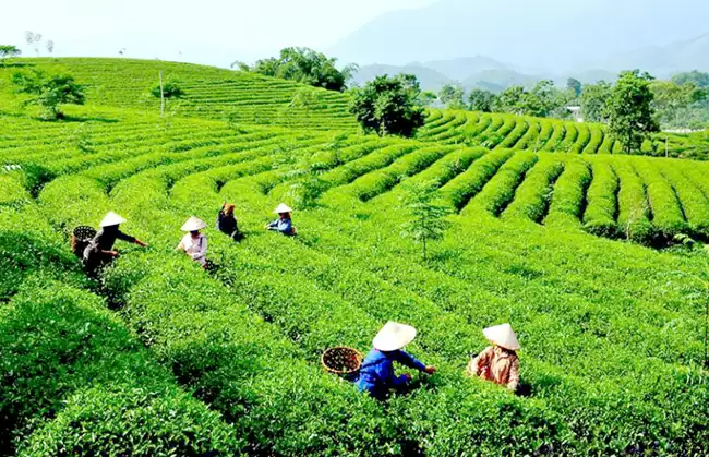 đồi chè Tuyên Quang.