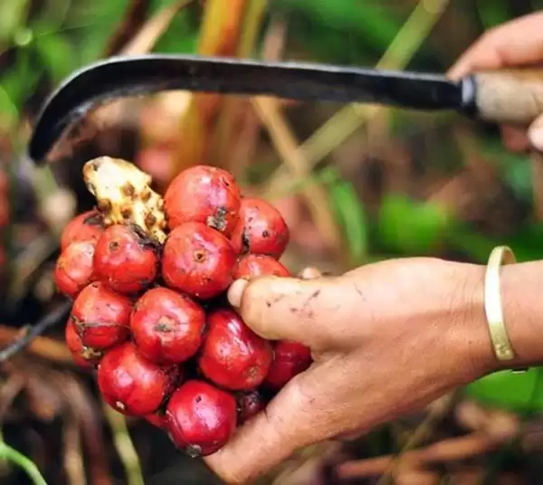 đặc sản ngâm rượu