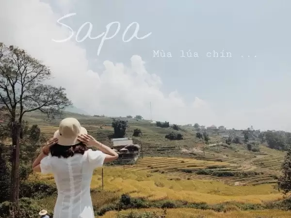 Tháng 9 những thửa ruộng bậc thang Sapa chín vàng ươm trong nắng. Ảnh Đỗ Mỹ Linh