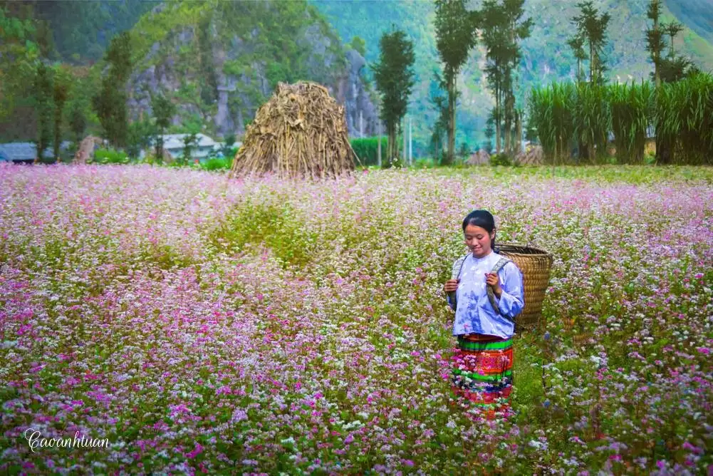 Trên đường đi bạn sẽ bắt gặp nhiều đồng hoa tam giác mạch rất đẹp. Nghỉ dừng chân chụp hình với vé vào 10.000đ/1 người. Ảnh: Cao Anh Tuấn