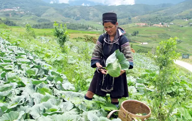 tour du lich sapa