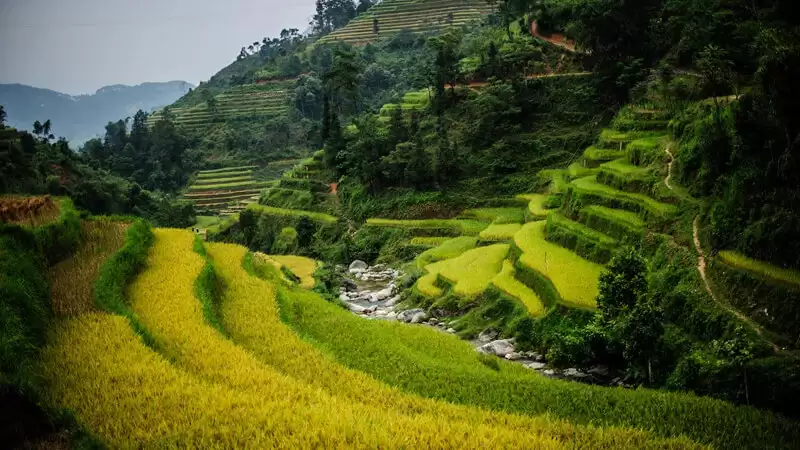 Màu lúa chín vàng ươm tại Hoàng Su Phì