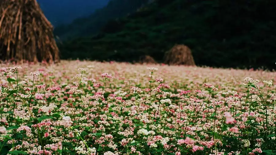 Du lịch Hà Giang ngắm đồi hoa tam giác mạch tuyệt đẹp