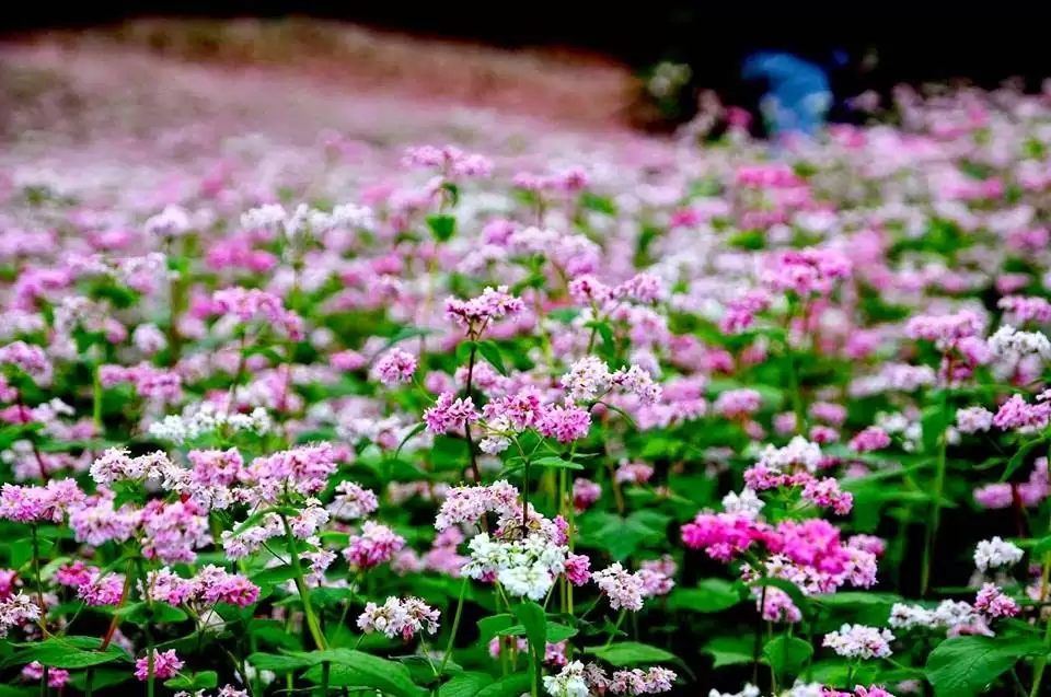 Hà Giang mua hoa